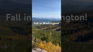 Washington’s stunning Fall Larches in the Pacific Northwest pnw fallcolors hiking mountains [upl. by Hutchison]