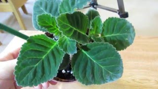 Gloxinia Growing Lots Of Healthy Leaves [upl. by Oaht]