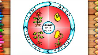 How to Draw Life Cycle of A Plant Diagram  Plant Life Cycle Drawing  Life Cycle of A Plant [upl. by Rikki]