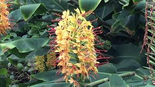 Zieringwer Hedychium gardnerianum  Grugapark Essen [upl. by Nevin]