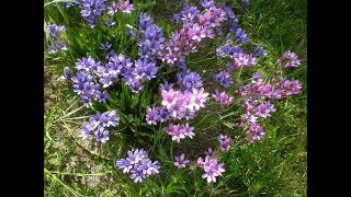 Amazing and Most Beautiful Babiana stricta Flowers [upl. by Sanfred]