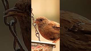 Dunnock [upl. by Jadd]