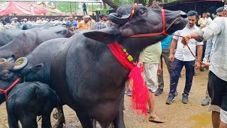 लखनऊ में सोमवार के दिन लगे बाज नगर पशु बाजार में बिक्री के लिए आई दूधारू भैंसें देखिए कीमत के साथ👌 [upl. by Glad]