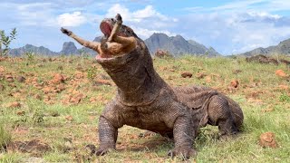 😱Omg The best way a Komodo dragon swallows a goat of all time [upl. by Tare]