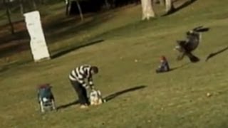 Eagle Snatches Baby in Viral Video Caught on Tape  Is it Real or Fake [upl. by Adnima711]