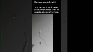 Nematodes are not all parasitic Nematode under the microscope microscopy [upl. by Ahsinat172]