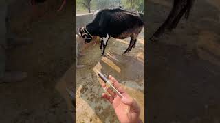 Oxytetracycline injection in cattle [upl. by Enerehs575]