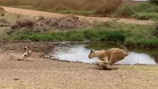 Lion fails to catch gazelle in epic safari footage [upl. by Anneehs]