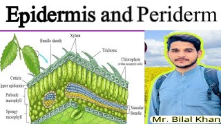 PERIDERM AND EPIDERMIS [upl. by Pufahl]