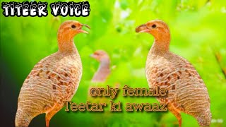 the Great Female teetar ki awaaz only female teetar voice grey female titar voice titeer Sound 🚭 [upl. by Aiza]