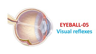 Visual reflexes Prof Dr Md Ashfaqur Rahman [upl. by Myrwyn]