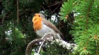 Punarinta laulaa kauniisti Erithacus rubecula [upl. by Bultman]