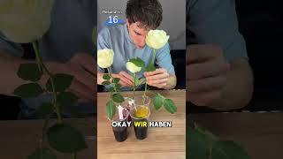 Rosen färben lifehacks [upl. by Ruscher]