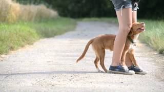 Wasabi the toller  Tricks  5 months [upl. by Melodie715]