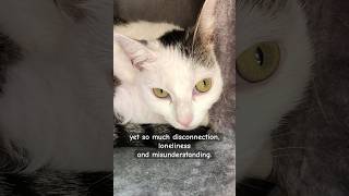 melancholy kitty feeling compassion for humans shorts cat lyrics quotes humanity [upl. by Accemahs740]