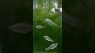 Mickey Mouse clarity fish white montel Malik fish freshwater fish trending nature 🐠🐠🐠🐟🤘🤘 [upl. by Edrea]