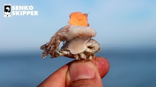 BEST BAIT COMBO for Pier Fishing Sebastian Pier Florida [upl. by Nylikcaj920]