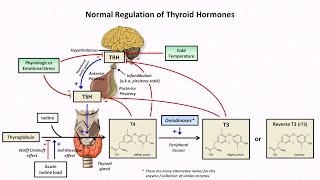 Thyroid Hormones and Thyroid Function Tests [upl. by Eanahc]