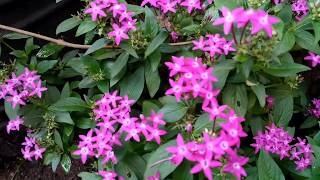 Pentas plant careEgyptian Star Cluster [upl. by Inez]