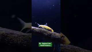 What do golden algae eat ytshorts nanotank fish sorts fishaquarium fishbowl nanoreeftank [upl. by Rollie440]