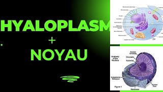 biologie cellulaire noyau  hyaloplasme [upl. by Martell]