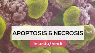 What is Apoptosis amp necrosis in urduhindi  Cell death  Programmed cell death  Accidental death [upl. by Lsil]