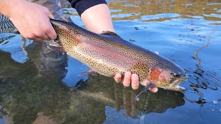 2024 Adult Trout Stocking Schedule Now Available BRoll [upl. by Nnahoj]