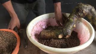 How to Collect Bonsai Material For Bonsai 💪🌳bonsai [upl. by Anelagna480]