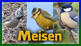 Meisen in Deutschland  Gesang Rufe Aussehen aller Arten [upl. by Stan]