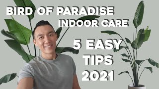 Bird of Paradise Indoor Care  5 Easy Care Tips  Strelitzia Nicolai amp Reginae Plant Tips [upl. by Fulvia624]