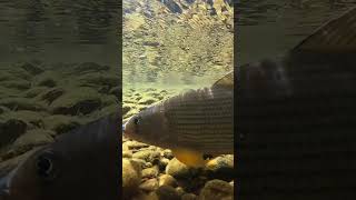 Early summer float amp grayling fishing grayling [upl. by Burkhardt540]