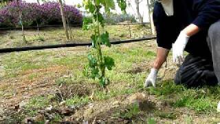 Training and Thinning Young Grape Vine to 2 Shoots [upl. by Gundry]