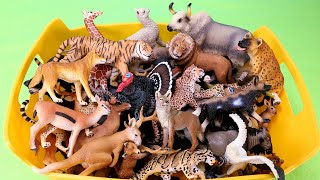 Grassland Animals  Learn Animal Names with Figurines [upl. by Dorene814]