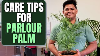 Parlour Palm Care Tips  Complete Care Guide for a Healthy Plant [upl. by Anerdna651]