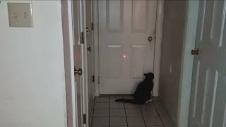 Cat vs Laser Instant classic [upl. by Ellennod]