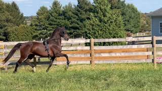 INGATES CARMA Morgan Mare For Sale [upl. by Olenolin769]