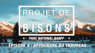 Projet de réintroduction des bisons – ÉPISODE 4  Apprendre du troupeau – Parc national Banff [upl. by Shaylynn743]