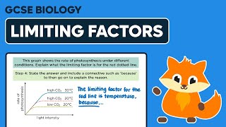 Photosynthesis Limiting Factors  GCSE Biology [upl. by Taryne289]