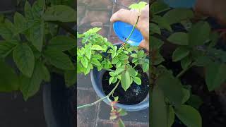 Rose plant Fertilizer update How To Fertiliz Rose plant In Tamil roseplantcare [upl. by Etnoed931]