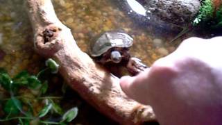 Feeding Honduran wood Turtle [upl. by Nohtan]