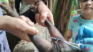 Castration of native piglets [upl. by Ahsiyt]