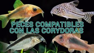 PECES COMPATIBLES CON CORYDORAS fish corydoras [upl. by Gillead]