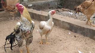 Parrot beak long tail Rooster with hens [upl. by Yrrem625]