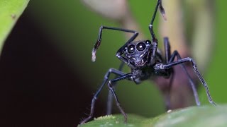 Ant Mimic Spider on the Hunt in Borneo [upl. by Boys]