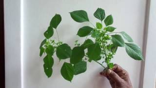 Acalypha indica KuppameniyaHerbal plants of Sri Lanka [upl. by Kippy]