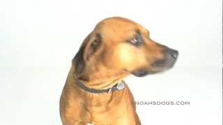 Rhodesian Ridgeback Close Up  Noahs Dogs [upl. by Thais]