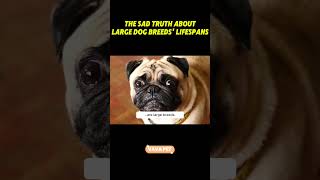 The Sad Truth About Large Dog Breeds Lifespans [upl. by Hgielah241]