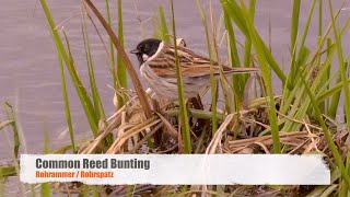 Common Reed Bunting Emberiza schoeniclus ♂ 08 [upl. by Tearle]