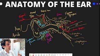 Anatomy Of The Ear Illustrated And Explained [upl. by Elodie]