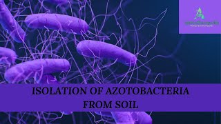 ISOLATION OF AZOTOBACTERIA FROM SOIL IN HINDI BEST EXPLANATION [upl. by Cired]